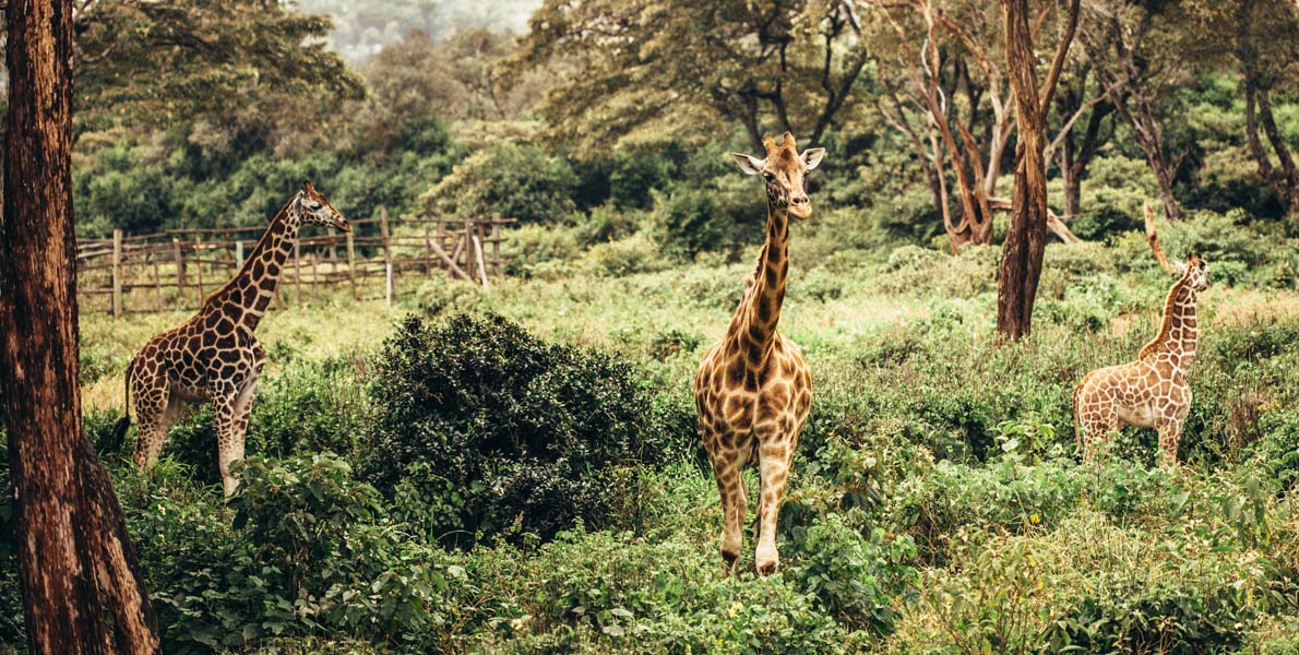 Quick Escapes from the City of Nairobi.