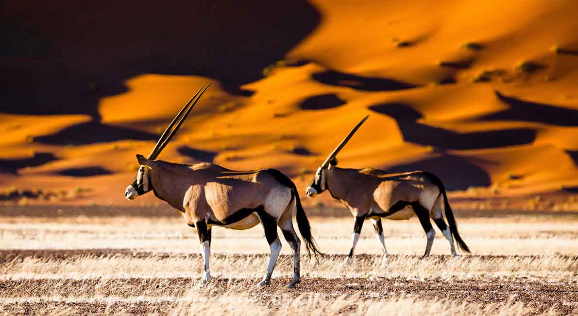 Life-Changing Encounters You Could Only Have in Namibia.