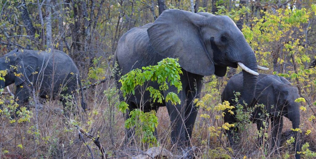 Nkhotakota Wildlife Reserve