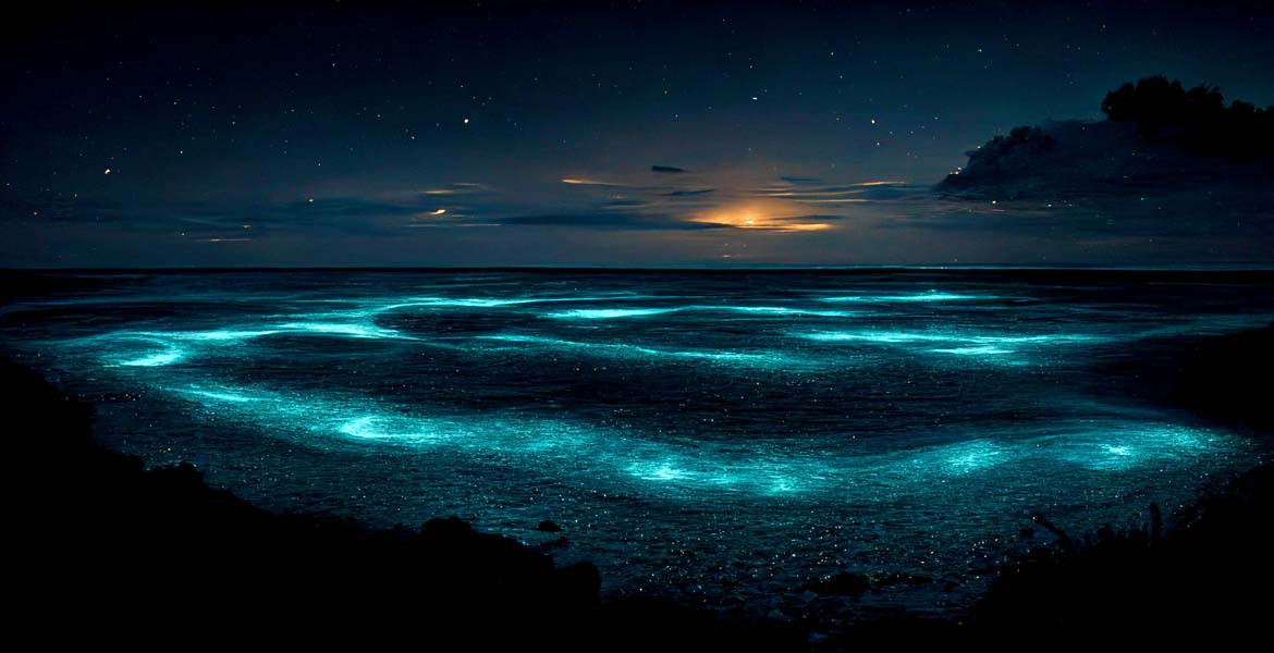 Bioluminescent beaches