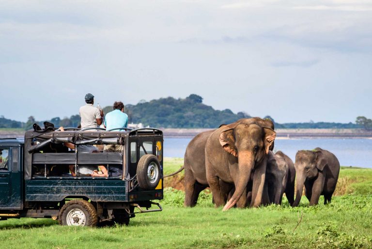 All about safari: It’s a wild world out there