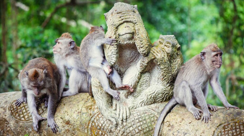 Ubud Monkey Forest, bali