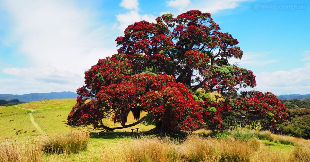 The Pohutukawa