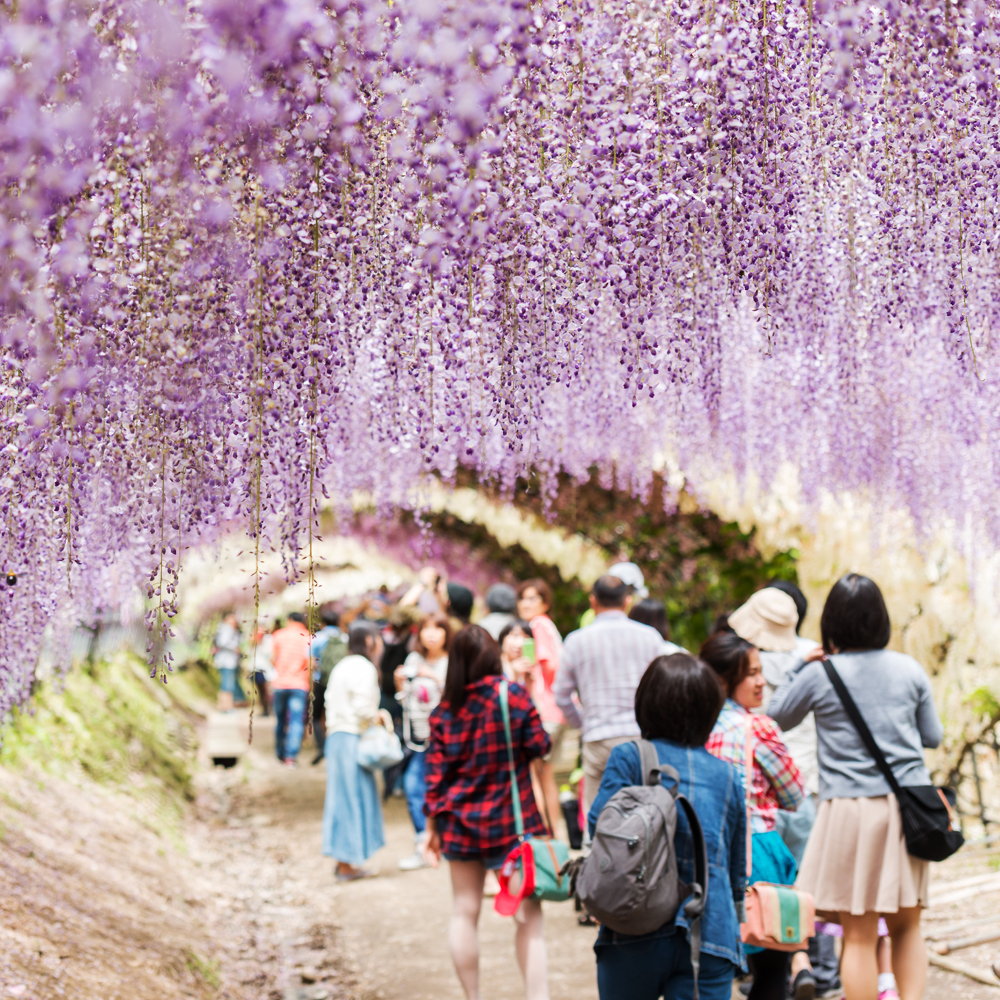 The most beautiful places in the world - The Wisteria Flower Tunnel, Japan