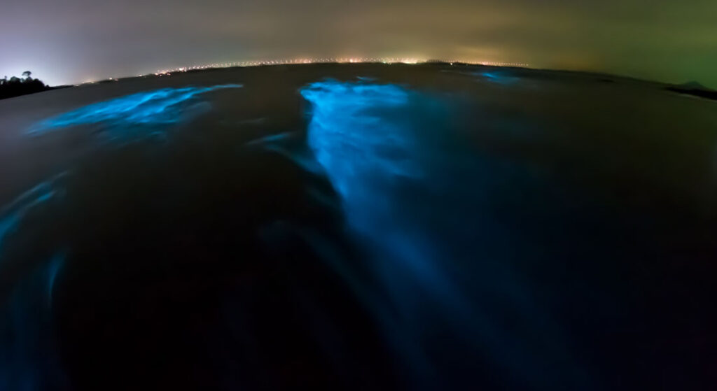 Follow the Glow Top 15 Bioluminescent Beaches in the World