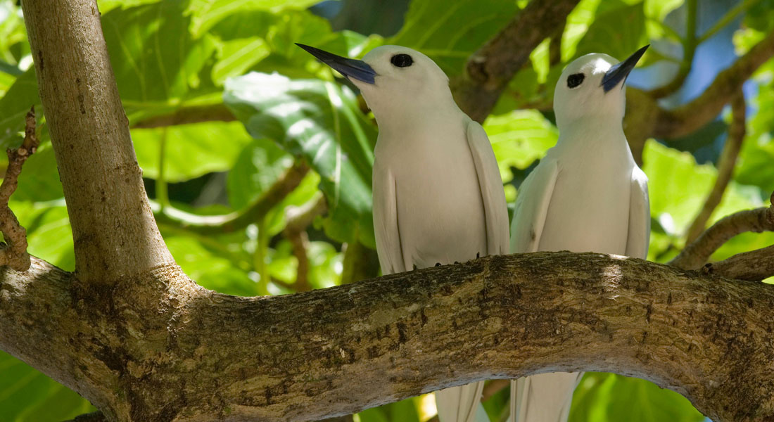 best time to visit the Seychelles - Bird Island