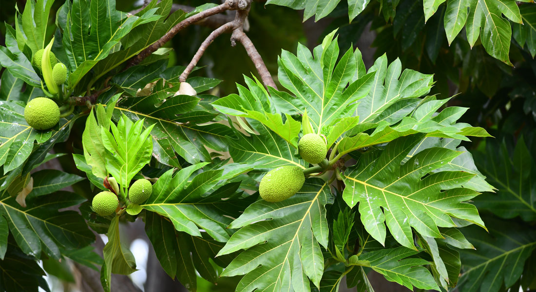 best time to visit the Seychelles - Breadfruit