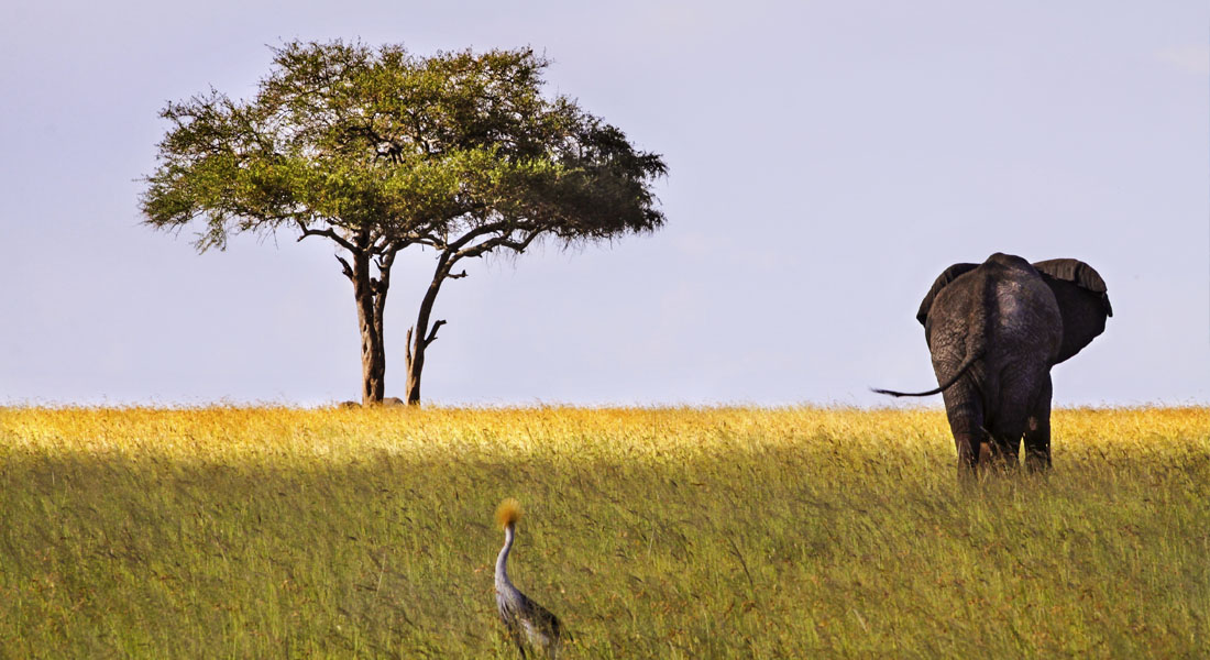 Best National Parks in the World - Serengeti National Park, Tanzania