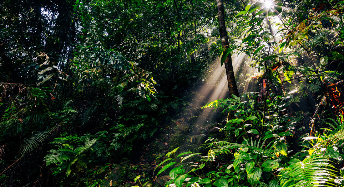 Best Time to Visit Sri Lanka - Eco