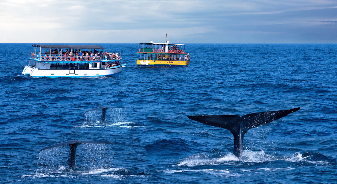 Best Time to Visit Sri Lanka - Whale watching