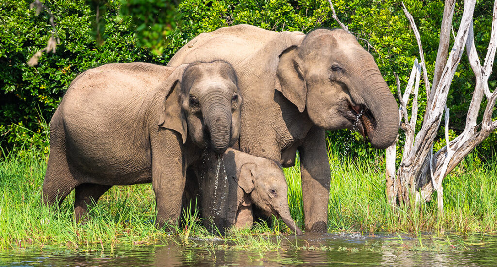 The 20 Best Places to Visit in Sri Lanka - Yala