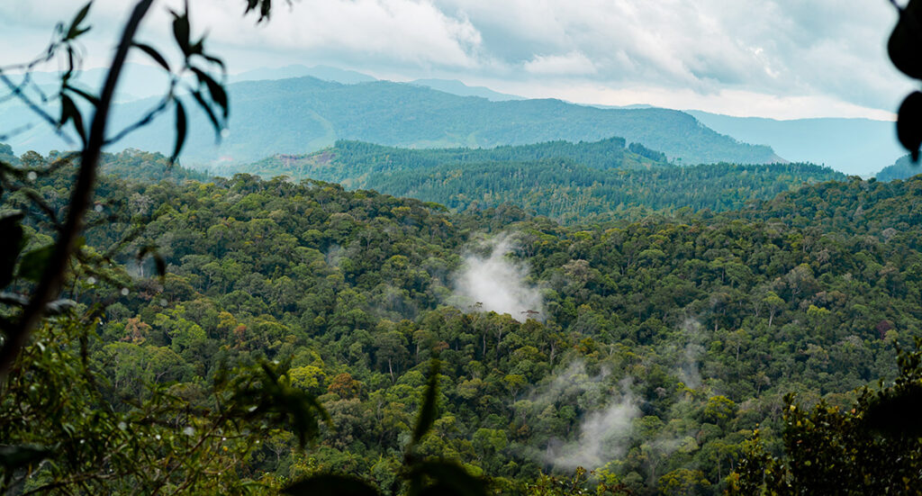 The 20 Best Places to Visit in Sri Lanka - Singharaja Forest