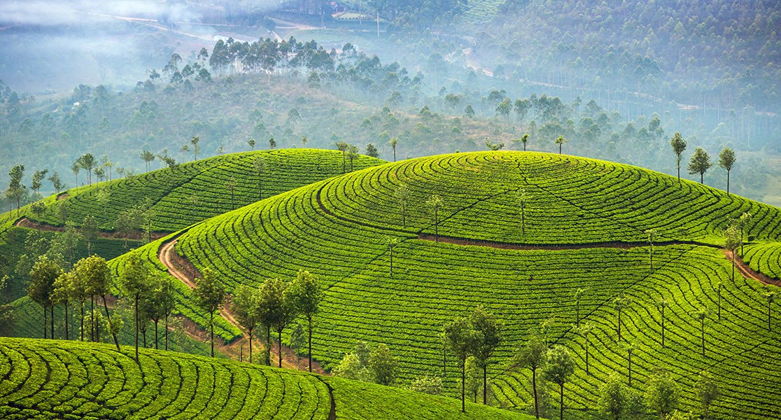 Best Places to Visit in Kerala - Munnar 