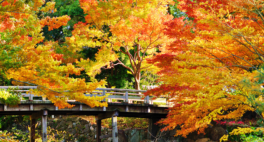 japan in october - Fiery Fall Foliage