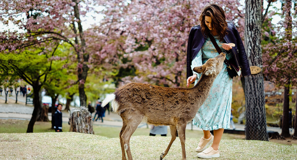 japan in october - nara