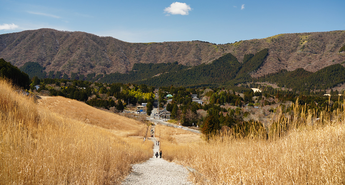 japan in october - Golden Pampas Grass Fields