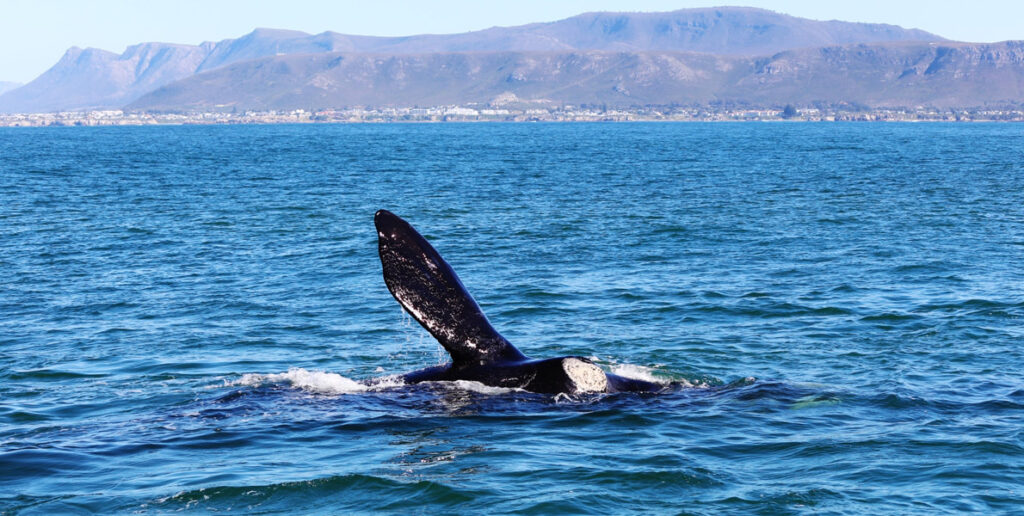 Whale Watching, hermanus