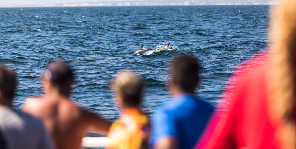 dolphin watching experience