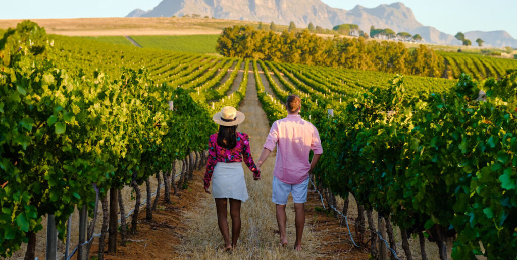 vineyard in stellenbosch