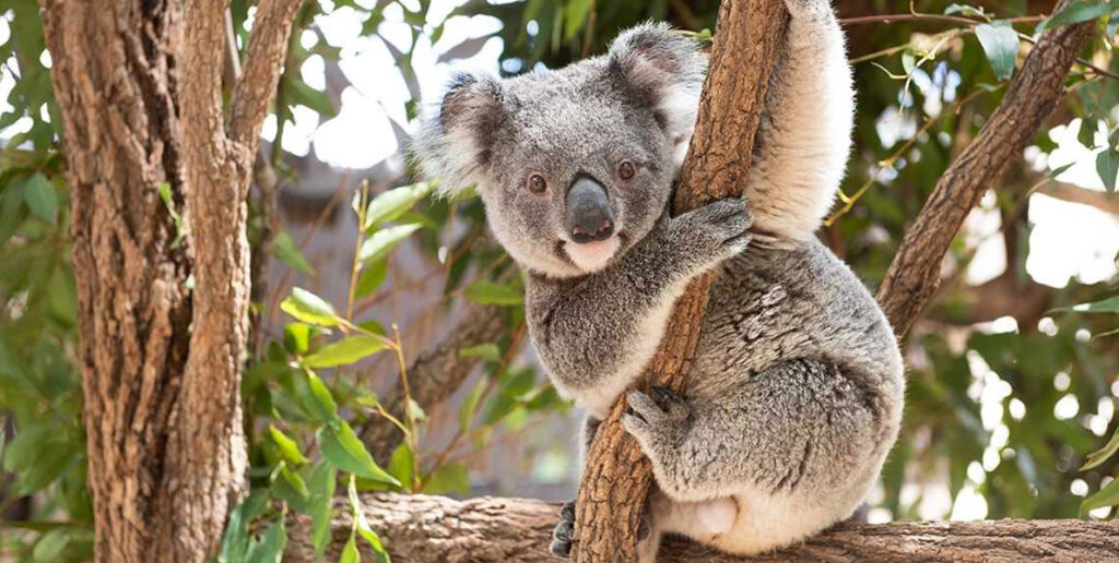 Koalas, Australia