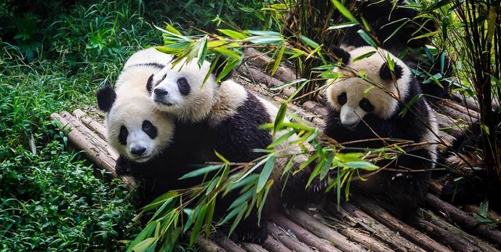 giant pandas