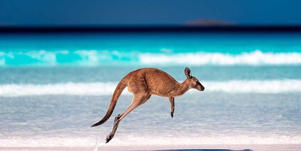 red kangaroo, Australia