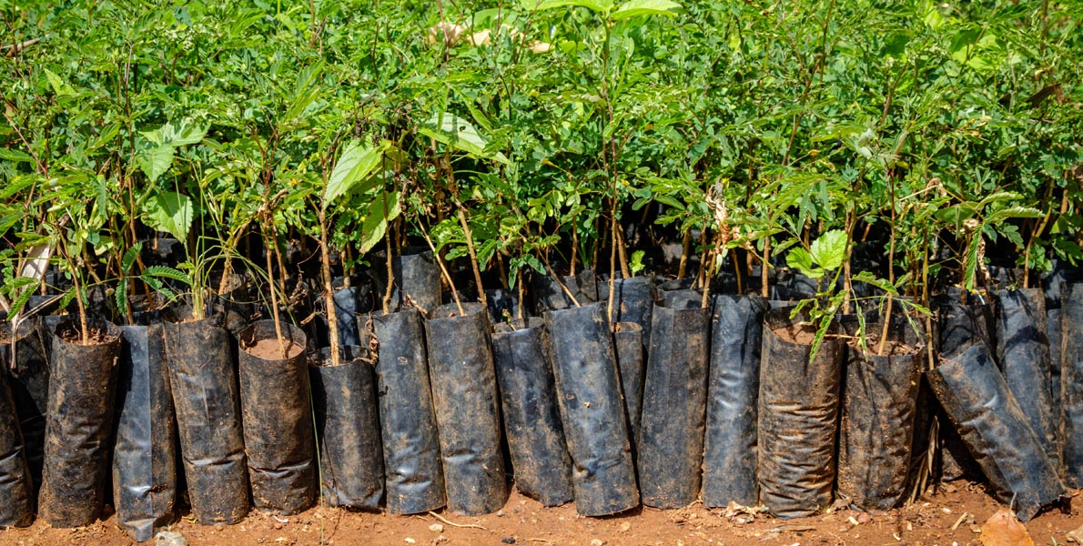 Travel Center Plants Over 1,100 Trees in Tanzania as Part of Our Ongoing Sustainability Commitment