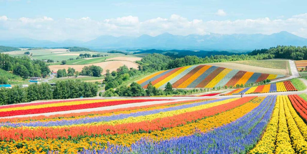 Flower field of Biei, Hokkaido, Japan.
