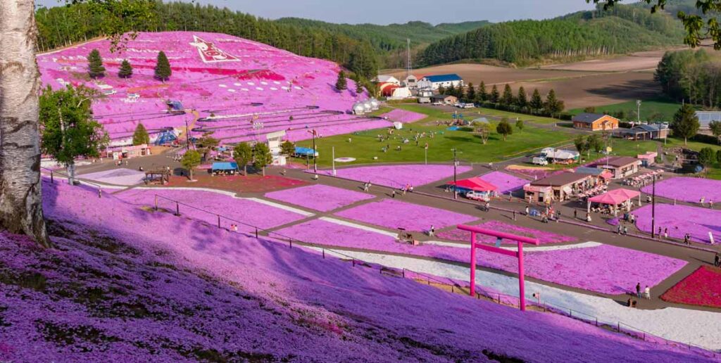 Higashimokoto Shibazakura Park in Hokkaido, Japan.